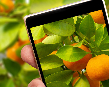 Assaf & Moti Fruits & Vegetables LTD